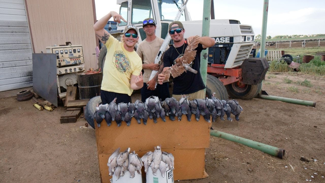 Insane PIGEON HUNT At The DAIRY FARM Catch and Clean Ft. Outlaw