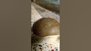 SOFTSHELL TURTLE FUNNY VIDEO