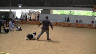 2016 FCI KINKI INTERNATIONAL DOG SHOW (A-Cocker ♂ BOB)