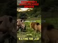 RANKING TOP 3 ANIMALS SCARIEST MOMENTS 💀💀💀