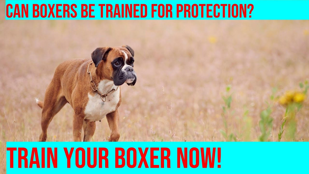 Train Your Boxer for Protection: What to Know Before You Start - YouTube