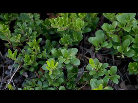 Video: Bearberry - Useful Properties And Collection Of Bearberry. Bearberry For Cystitis, Infusion And Other Preparations Of Bearberry
