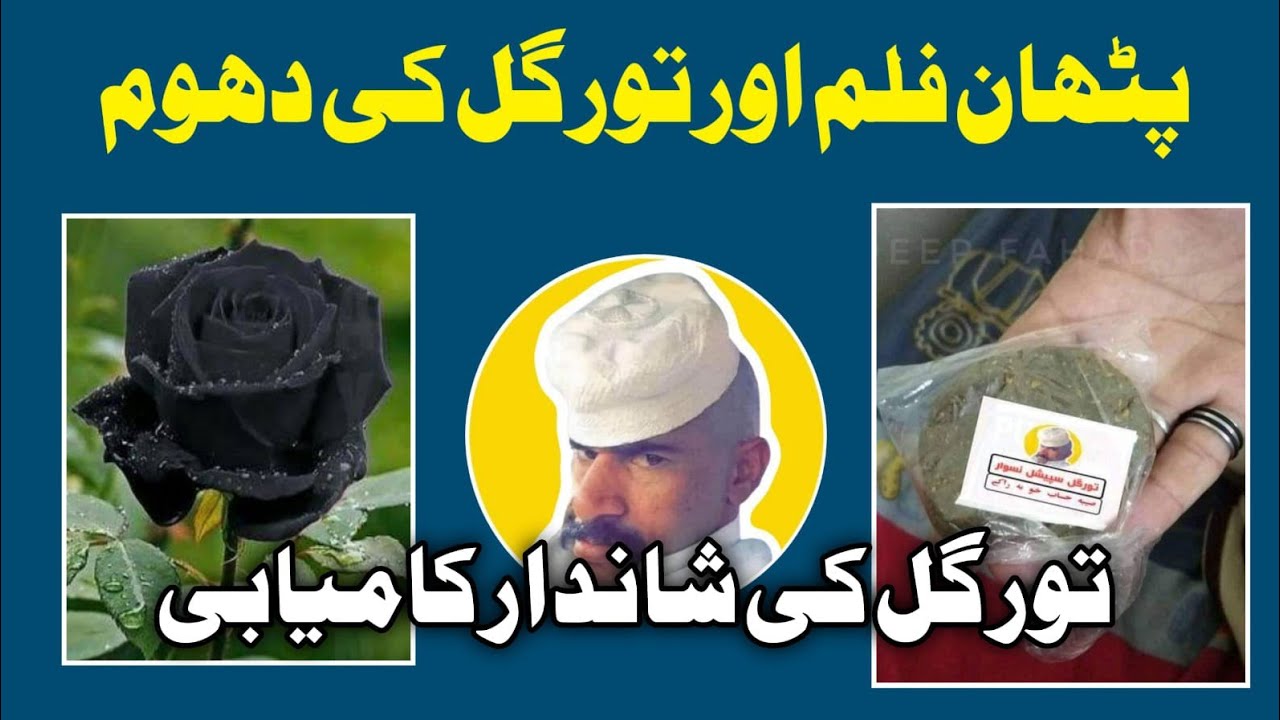Toor Pathan Toor Gull Naswar. Pathan By SRK Vs Toor Gull Of Swat. Business ...