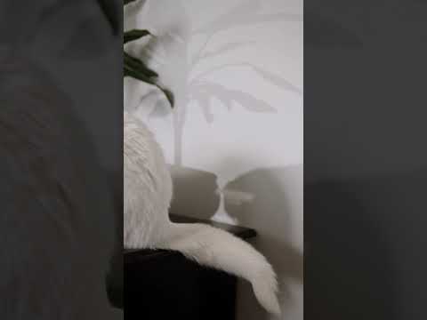 How the cat dance with their tails??  😀 #cat #cute #funny #shorts