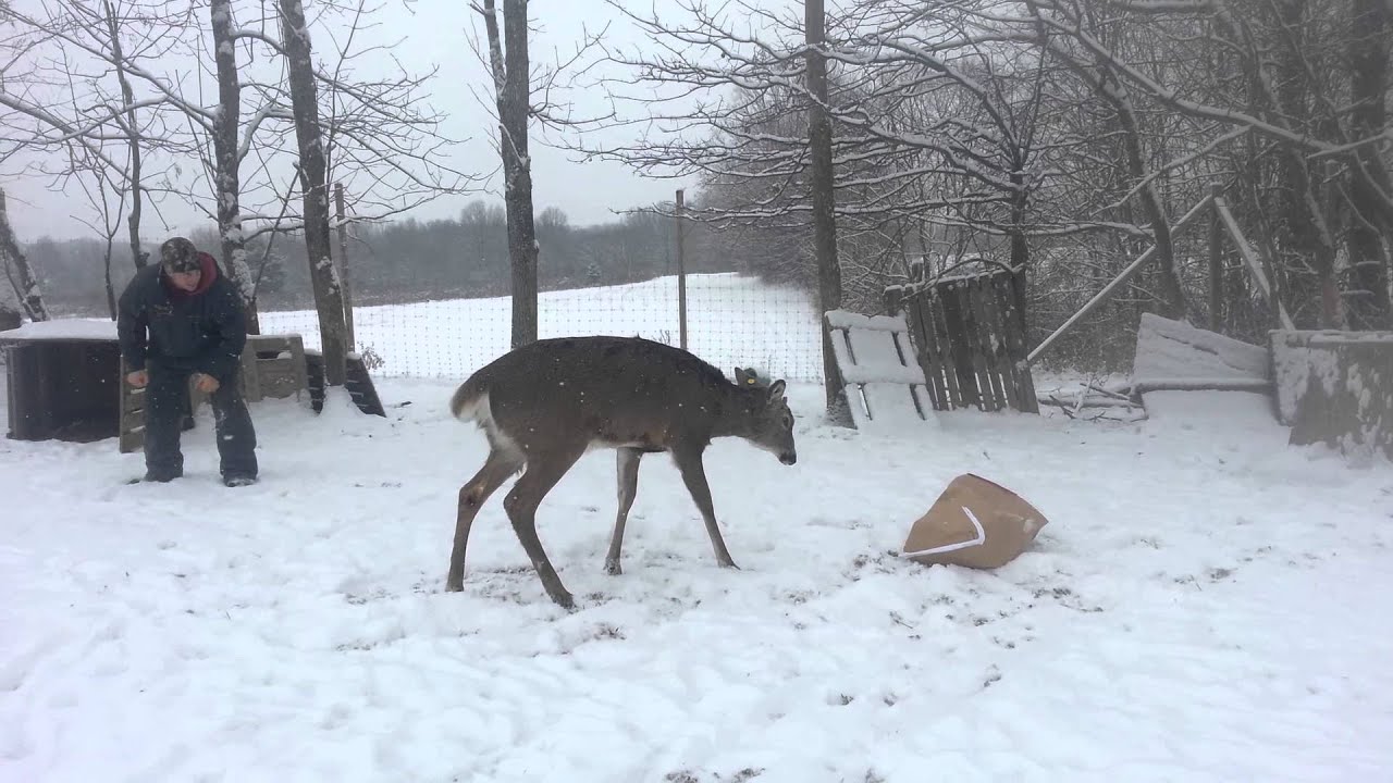 Getting a ride on a deers back YouTube
