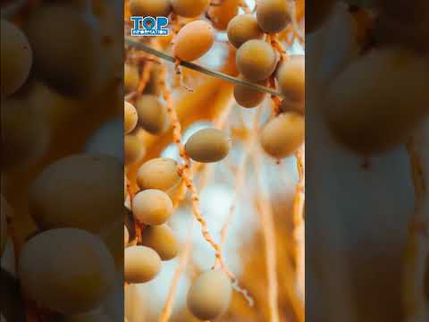 فوائد البلح الأصفر الصحية