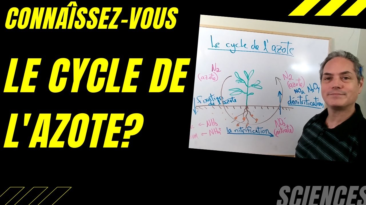 Quel est le rôle du cycle de l'azote?  Apprenons les sciences en français