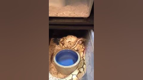 2011 Female Lesser Bee Feeding Video