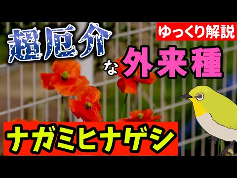 【厄介な外来種】ナガミヒナゲシには2種類ある⁉知られざる事実とその侵略性について【ゆっくり解説】