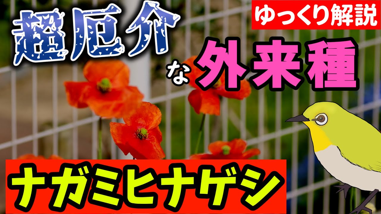 厄介な外来種】ナガミヒナゲシには2種類ある⁉知られざる事実とその侵略