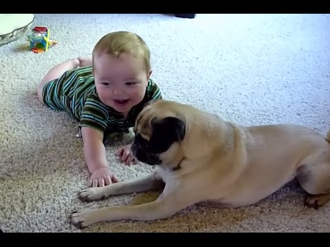 Bebes Bonitos E Pug Caes Compilation Abril 15 New Hd Video Youtube
