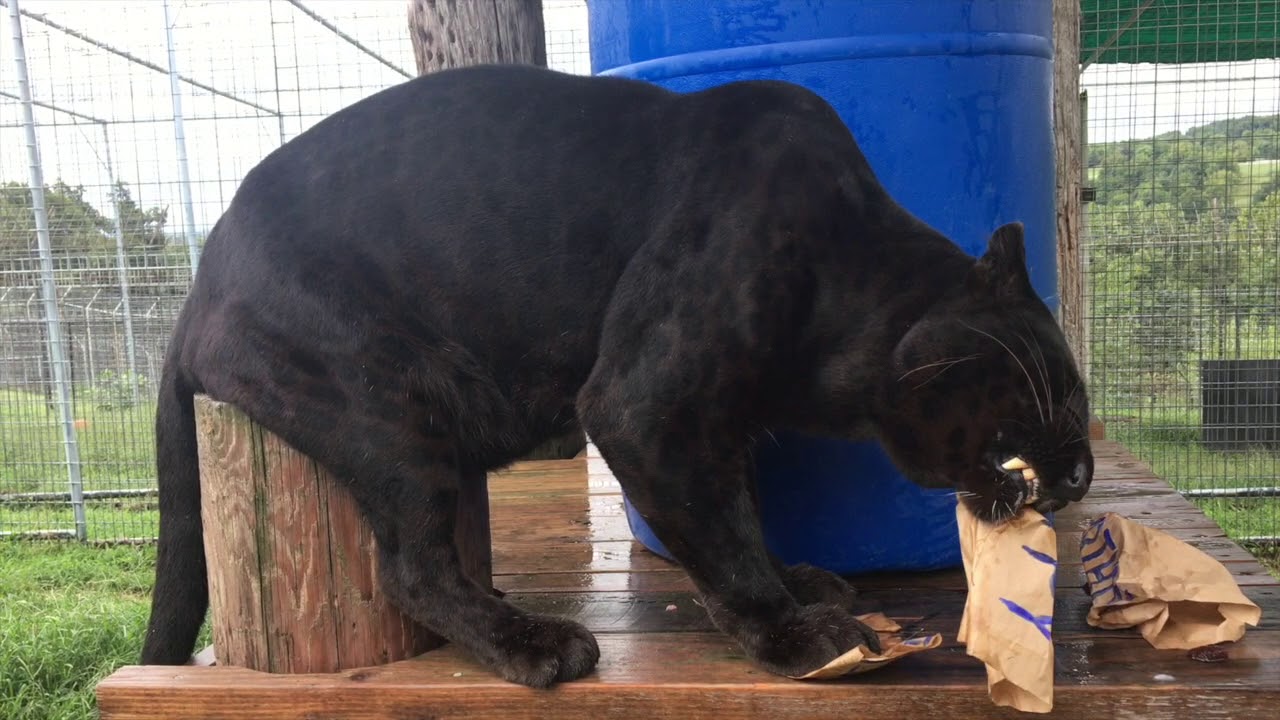 rescue dogs rock nyc Black Leopard Celebrates 10th Birthday