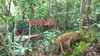 AKHIRNYA!! PENGHUNI HUTAN MALALO BERHAMBURAN KELUAR