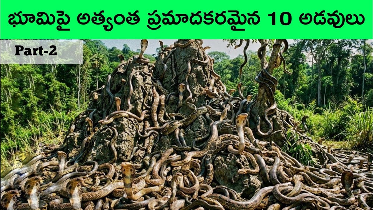 Top 10 Mysterious forests in the world Part 2 | mysterious jungles in the world | BMC facts | Telugu