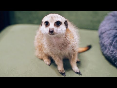 YouTuber特有の性格になってしまった動物