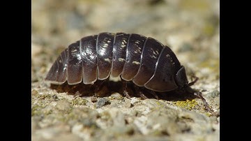 Backyard Adventures featuring Pill Bugs