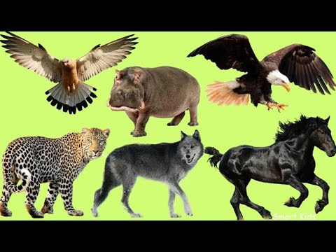 Funny Sound Moments || funny moments|| funny videos|| Elephant,Tiger,lion.