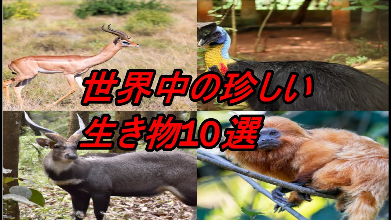 世界中の珍しい生き物10選 - YouTube