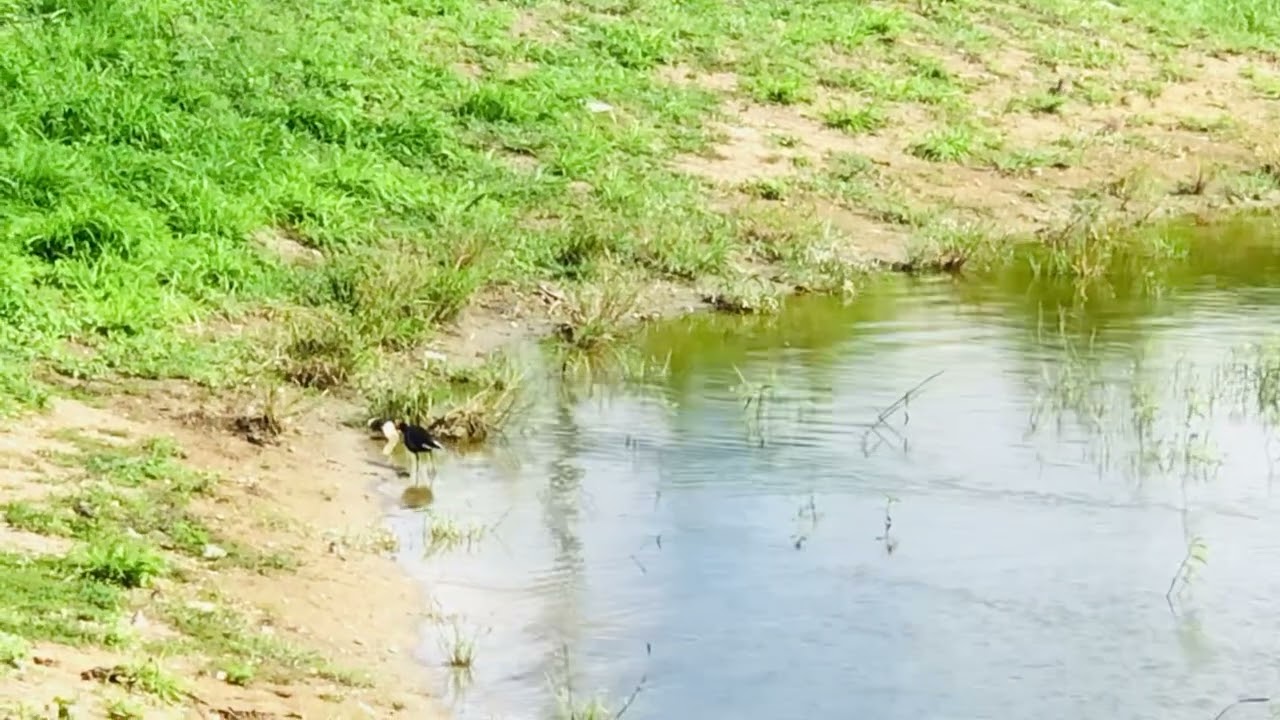 NATURAL LIVITY 2, EAST COUNTRY POND