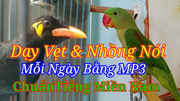 Dạy Vẹt & Nhồng Nói Chuẩn Tiếng Miền Tây mp3.#dayvetvanhongnoitiengnguoi