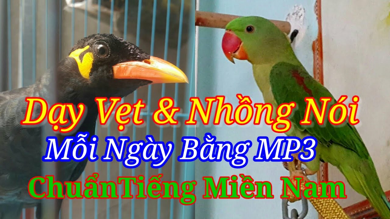Dạy Vẹt & Nhồng Nói Chuẩn Tiếng Miền Tây mp3.#dayvetvanhongnoitiengnguoi