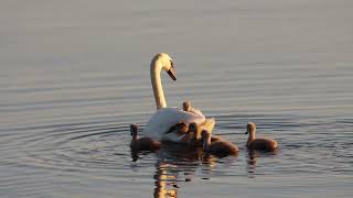 Swan Mom with babies/Мама-лебедь с малышами.
