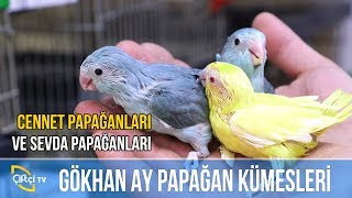 Gökhan Ay Papağan Kümesleri -SÜSLÜ