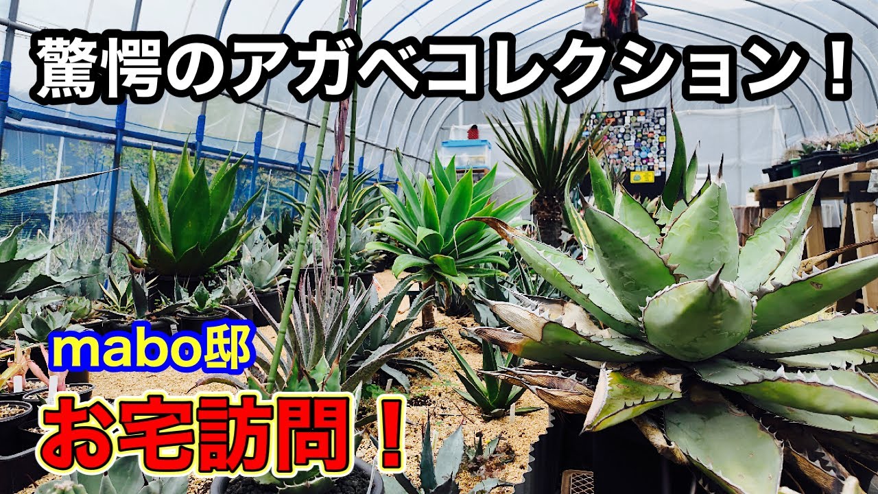 【お宅訪問】Instagramでも有名なあの趣味家の家を訪問しました！