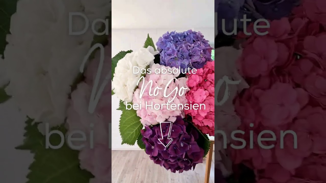 🚫 Das absolute No Go bei Hortensien 🚫