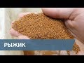 Сортировка Семян Рыжика Посевного / Sorting False Flax Seeds