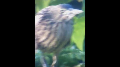 Cò lửa - cò rán