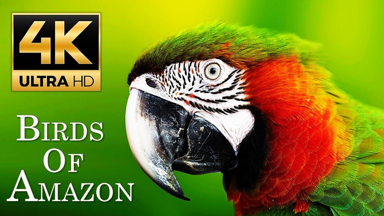 10 AMAZING Tropical Bird Species of the Amazon