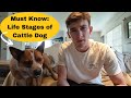 Australiancattledog life stages must know