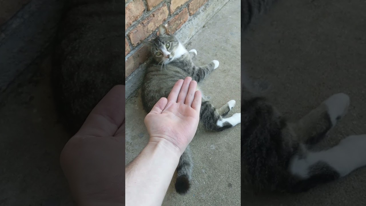 Cat Giving High-Five