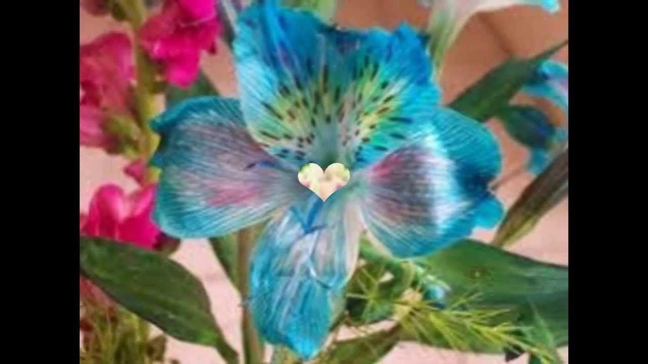 Цветок аква. Бирюзовые цветы. Фантазийные цветы. Цветы бирюзового цвета. Экзотические голубые цветы.
