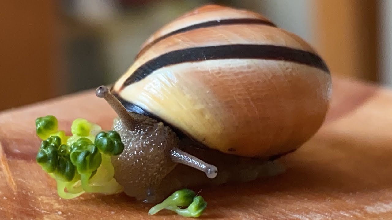 Snail Loves Eating Broccoli 🥦(source of calcium) YouTube