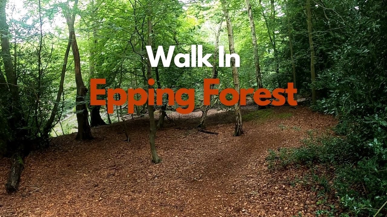 Relaxing Walk in Epping Forest | Essex | London | 4K HDR