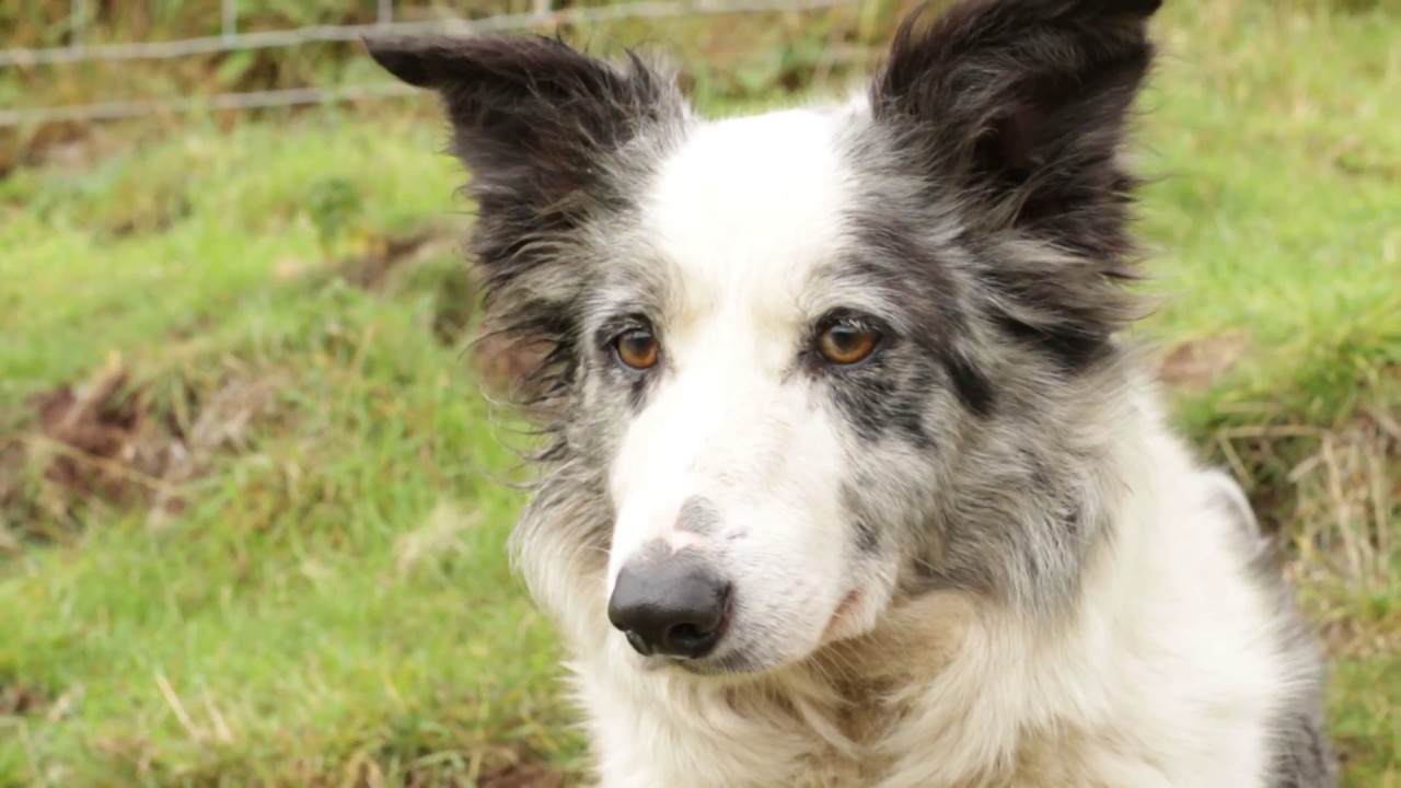 Save Our Magnificent Meadows - The Flying Flock