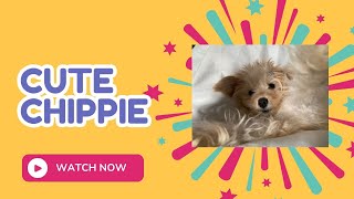 CUTENESS OVERLOAD!!! Chippie the Chipoo🤗