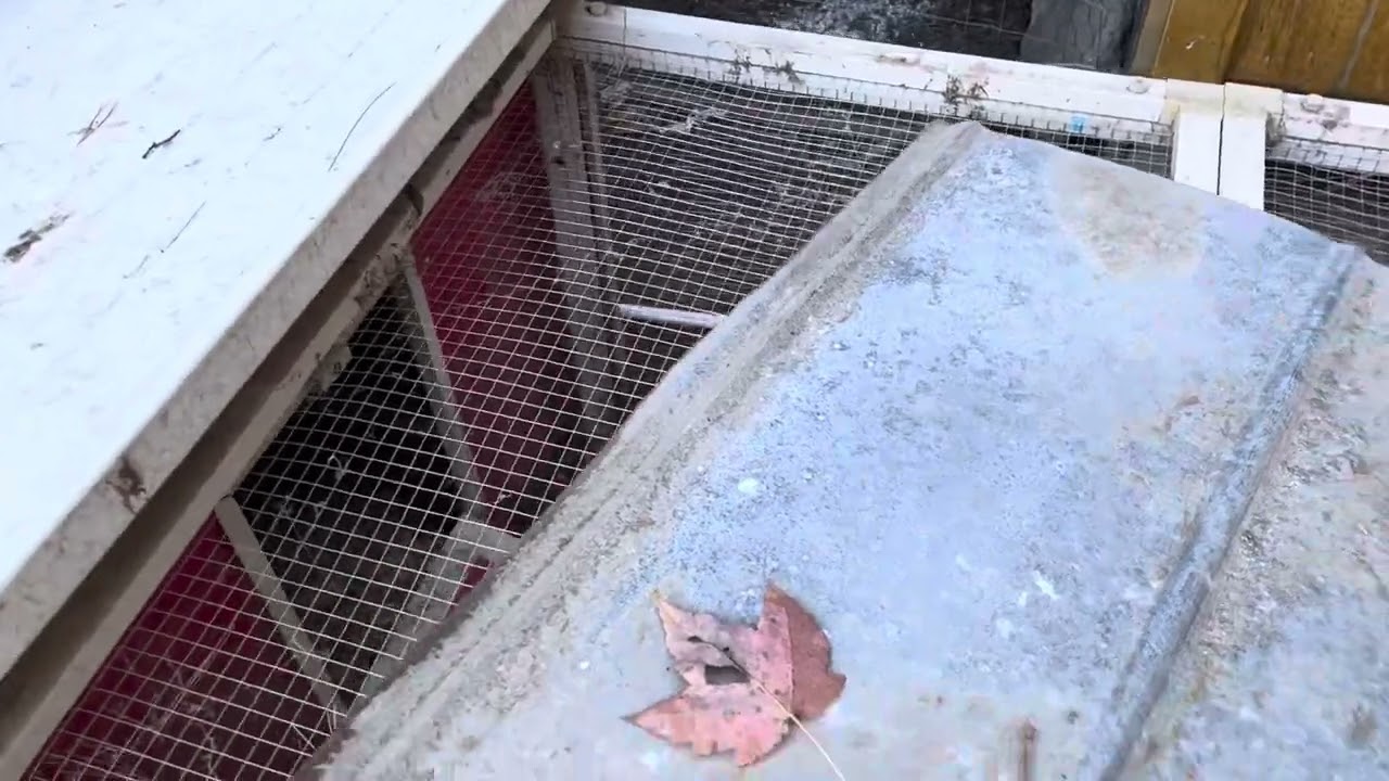 Good Morning from Ferguson Farm cont. 