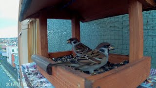 vrabce poľné na kŕmidle - Eurasian tree sparrows on a feeder