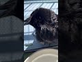 とてつもない可愛さ‼日光浴でとろけるカラスのラビ♪ BGMウグイス 2026/5/16撮影 #カラスのクッピ #カラス #birds #癒し #かわいい