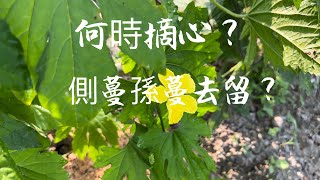 種苦瓜何時摘心～側蔓孫蔓去留？看看我怎樣做有如此驚人的產量