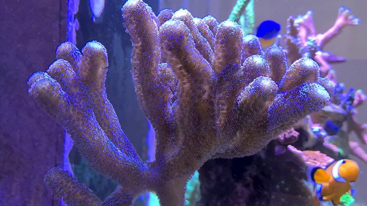 Riffaquaristik Meerwasser Red Sea Reefer 170 -》Review 2 Jahre Aqua Medic DC Runner 2.2 Ultra Silent