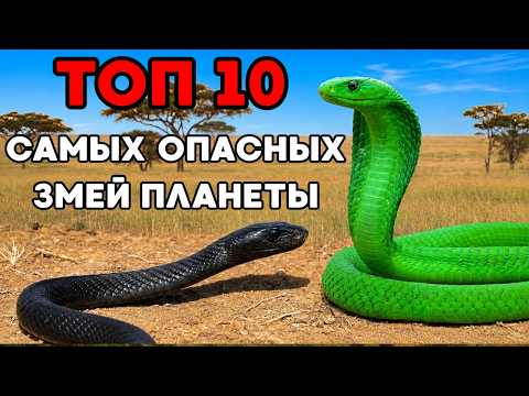 10 САМЫХ ЯДОВИТЫХ ЗМЕЙ — Они Убивают Быстрее Чем Ты Думаешь!