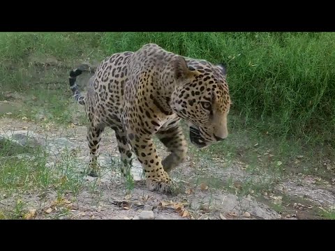 วีดีโอ: Pet Scoop: Lone Jaguar ถูกพบที่ชายแดน Arizona, Cory Booker บันทึกสุนัขที่ถูกทารุณกรรม