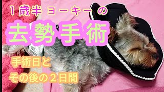 悩んだ結果…☆やっぱり去勢手術！！