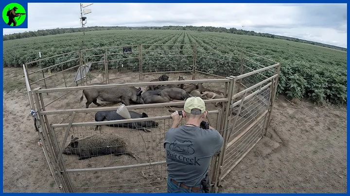 How Do American Hunters Deal With Millions Of Invasive Wild Boars | Farming Documentary