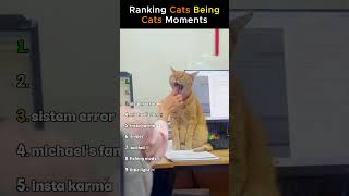 Ranking Cats Being Cats Moments 😹 #funny #cats