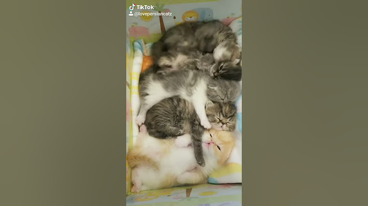 Watch the video about Persian Exotic longhair kittens